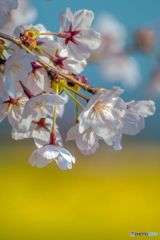 20170406-DSC00010-お花畑は春うらら