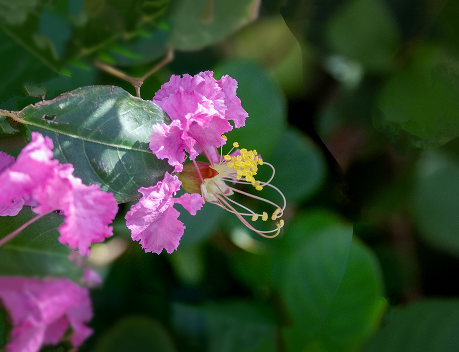 DSC02369. 秋も時めく