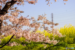 DSC00066-送電線と桜-2