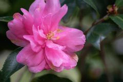 DSC09944. 八重咲山茶花