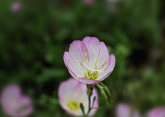 DSC08777. これも月見草