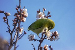 春よ来い　DSC02614