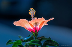 DSC03153-秋咲のハイビスカス-1