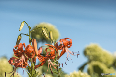 DSC05569  夏は来ぬ-1