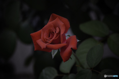 DSC06158 麗しの紅バラ 