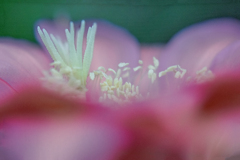 DSC02098. 蕊の園を尋ぬ