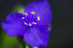 DSC07047 紫の花