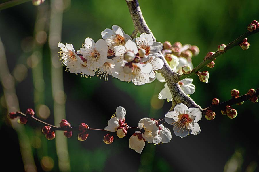 DSC06938. 木漏れ日に梅