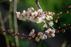 DSC06938. 木漏れ日に梅