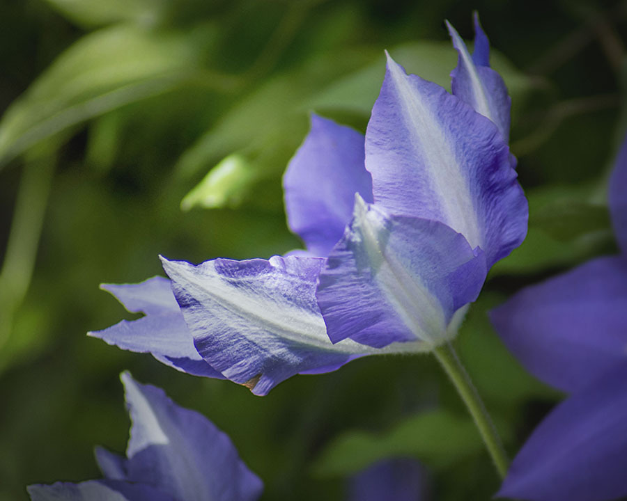 DSC06147 R　 サニーサイドクレマチス