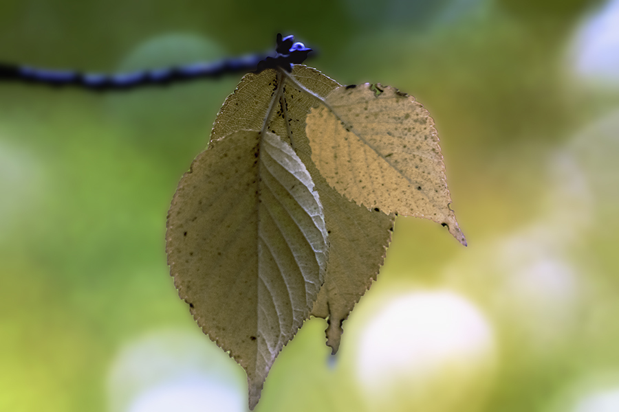 紅葉三姉妹  DSC04300 