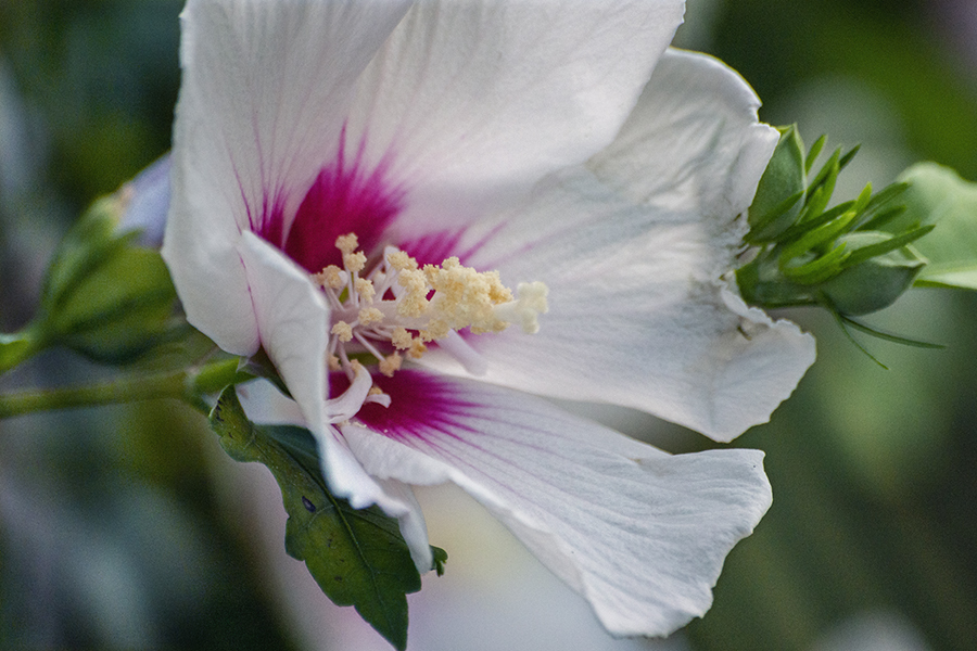 DSC03301 明日も咲きましょ日本の夏に ー8