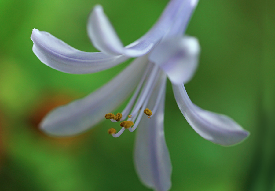 庭のアガパンサス