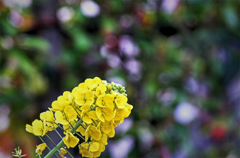 生け垣は珠玉スクリーン.