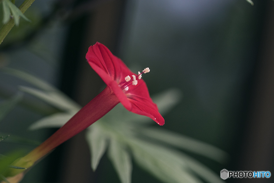 DSC07781 花の名は知らない