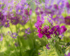 百花繚乱   DSC02830