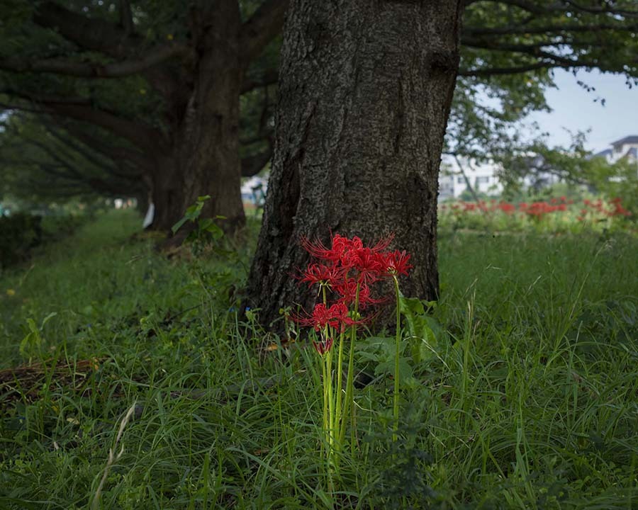 DSC05349.  背比べ