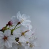 DSC00474. 一枝　jpg