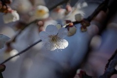 DSC07317. 梅咲きぬ