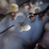 DSC07317. 梅咲きぬ