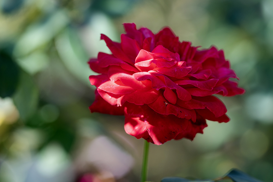 DSC08385. 情熱の花