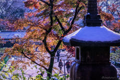 DSC04835-紅葉17番