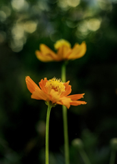 DSC00390. キ゚バナコスモス