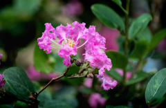 DSC02086. 花びらはフリル