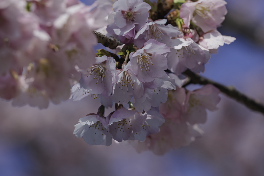DSC04408 安行桜です-1
