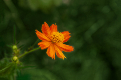 DSC09372. 可憐に咲く