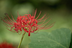 DSC08591.咲けよ匂えよ 秋の華