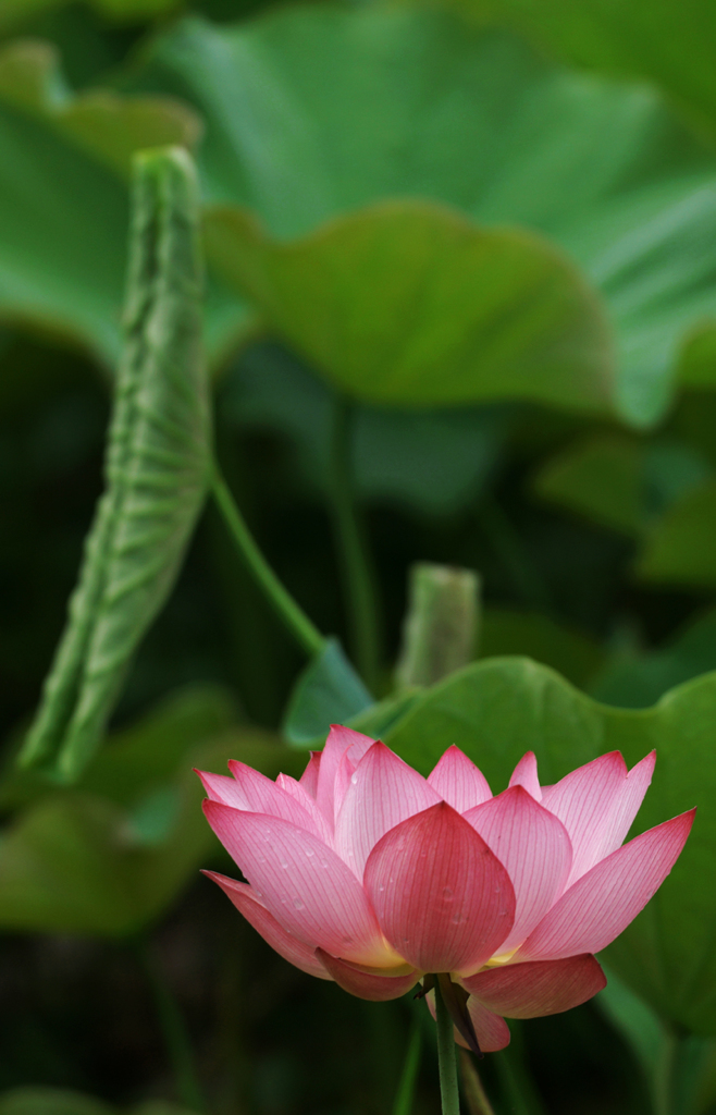 お盆に出番De御座る