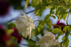 白い 薔薇に朝陽