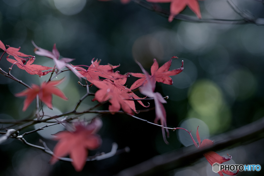 DSC02600 紅葉珠玉の中