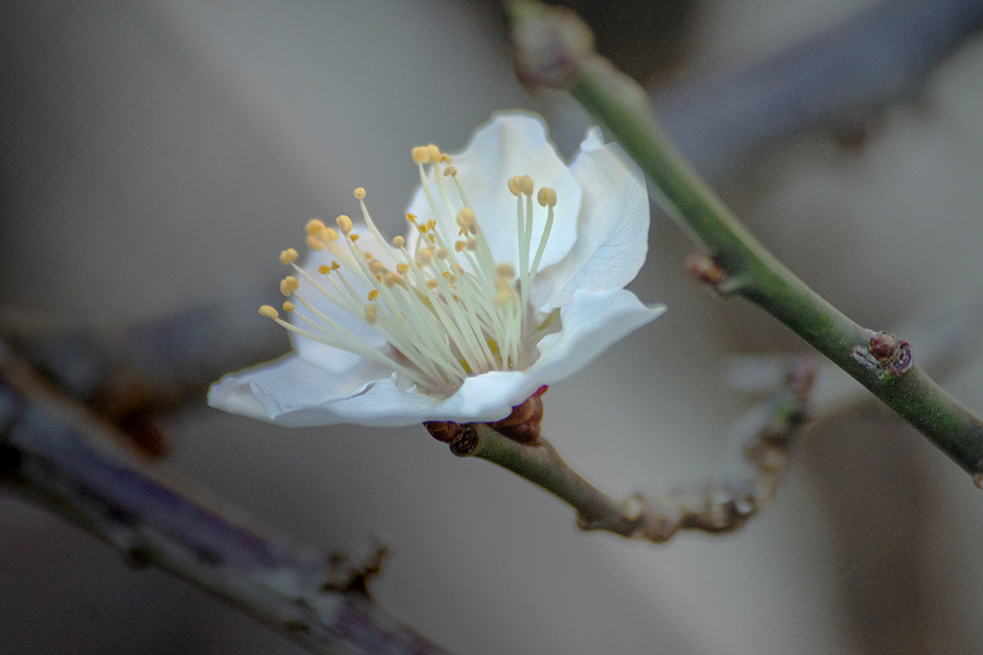 DSC00027. 梅