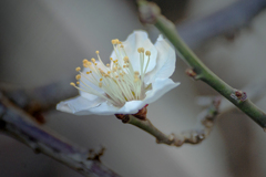 DSC00027. 梅
