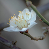 DSC00027. 梅