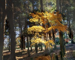 木漏れ日の妙　DSC03078