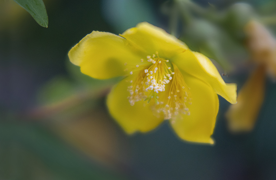 DSC06355.  梅雨の華麗.