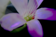 DSC00632.窓辺のカタバミ