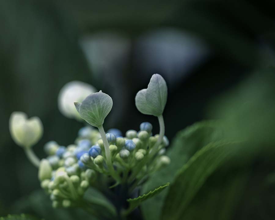 DSC07063.  追憶　ルンルン花の子