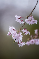 DSC05529. 桜は 眩い光の中.
