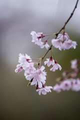 DSC05529. 桜は 眩い光の中.