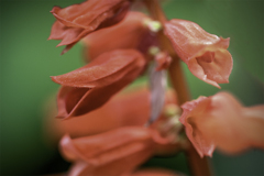 DSC01560  サルビア-1