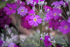 DSC05673. プランターは花盛り