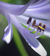 凛々しい天然の美