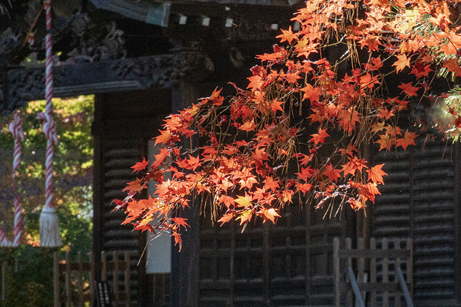 DSC01339.  平林寺錦秋