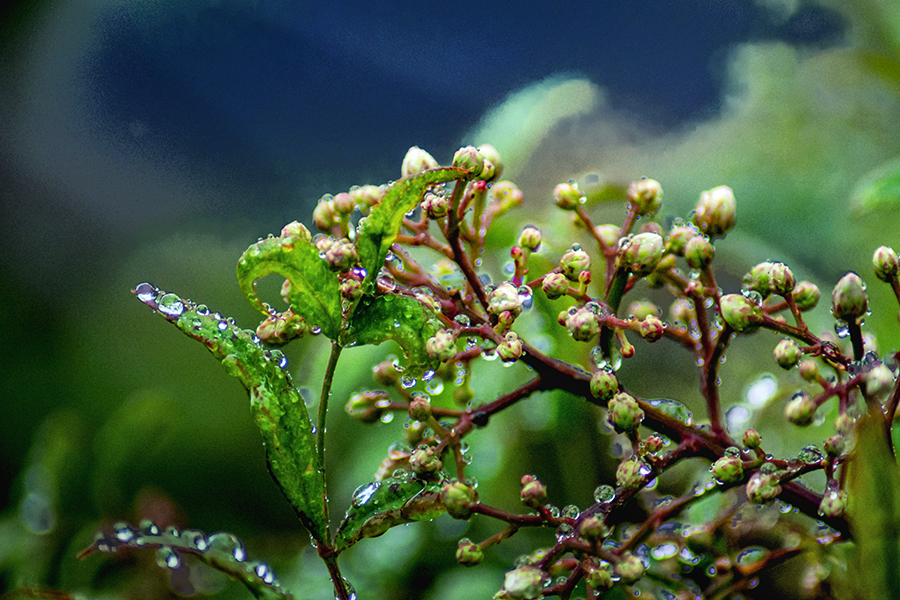 DSC01566. 爽やかナンテンに雨粒