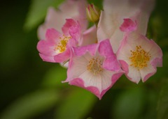 DSC08397. 小さな薔薇　