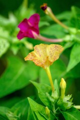 DSC02448. オシロイバナ
